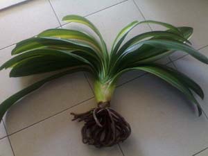 君子兰烂根原因及解决方法