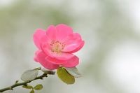 怎样选择和加工月季插条?