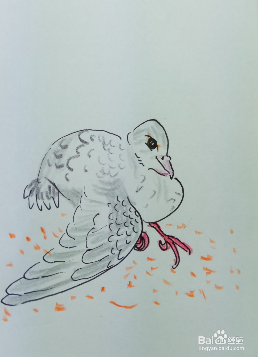 怎样画简笔画晒翅膀的鸽子?