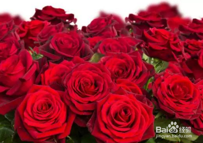 2019年情人节如何选购玫瑰花送情人