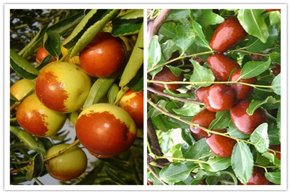 冬枣晒干是红枣吗