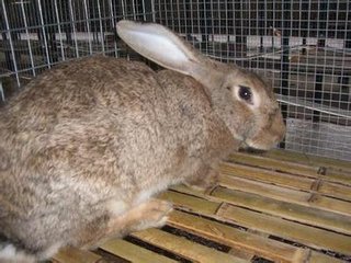 养兔子有什么坏处和好处？兔子难养吗