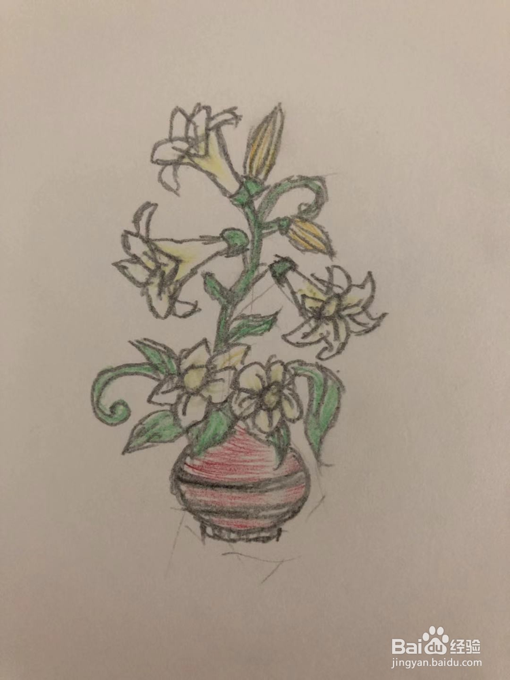 如何简笔画百合花