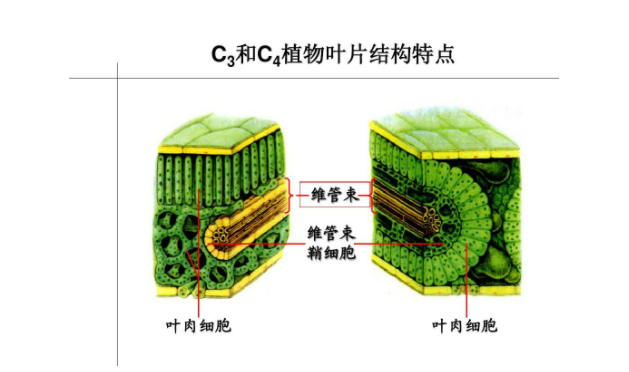 复合组织的维管束中,有限维管束和无线维管束的区别是什么