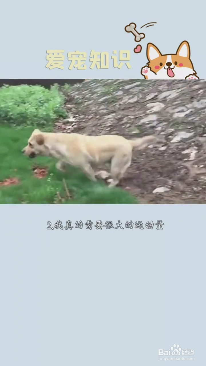 如何正确饲养拉布拉多