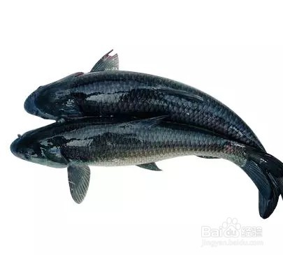 夏季如何钓青鱼