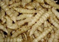 美味爽口腌地蚕