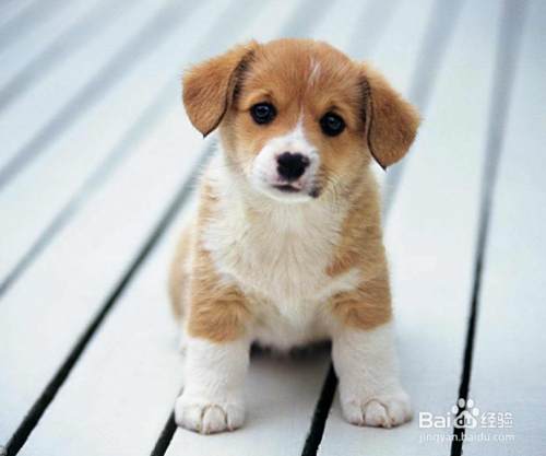 狗狗犬瘟细小医治全过程 狗狗呕吐 拉血 百度经验 狗狗犬瘟细小医治全过程 狗狗呕吐 拉血 百度经验