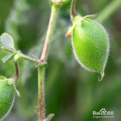鹰嘴豆的养殖方法和养殖技巧