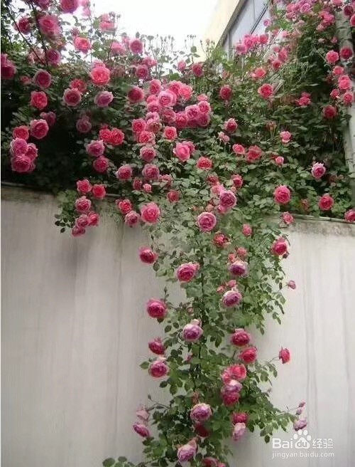 建造惬意的玫瑰花园