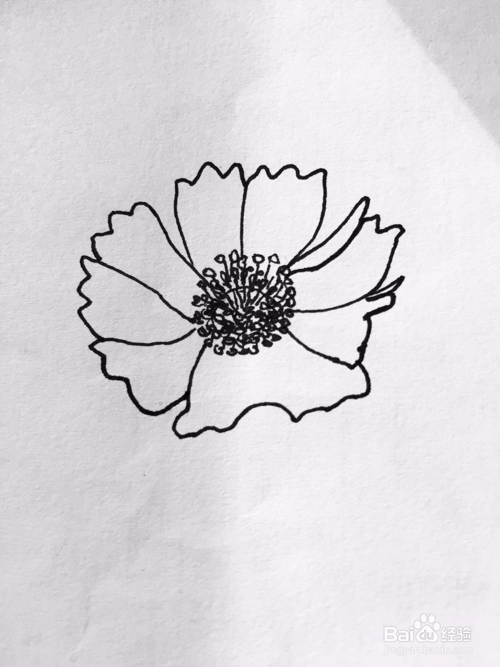 茉莉手绘之那些花儿