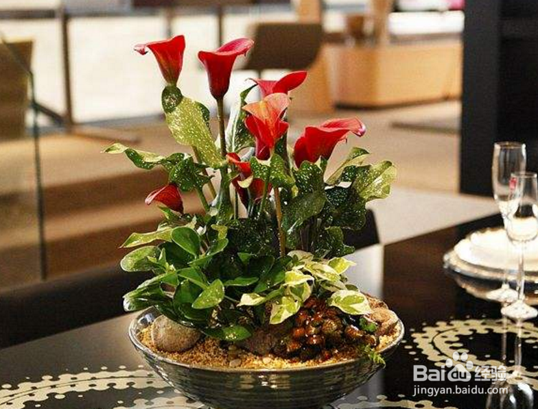 过年在家摆放什么鲜花好？