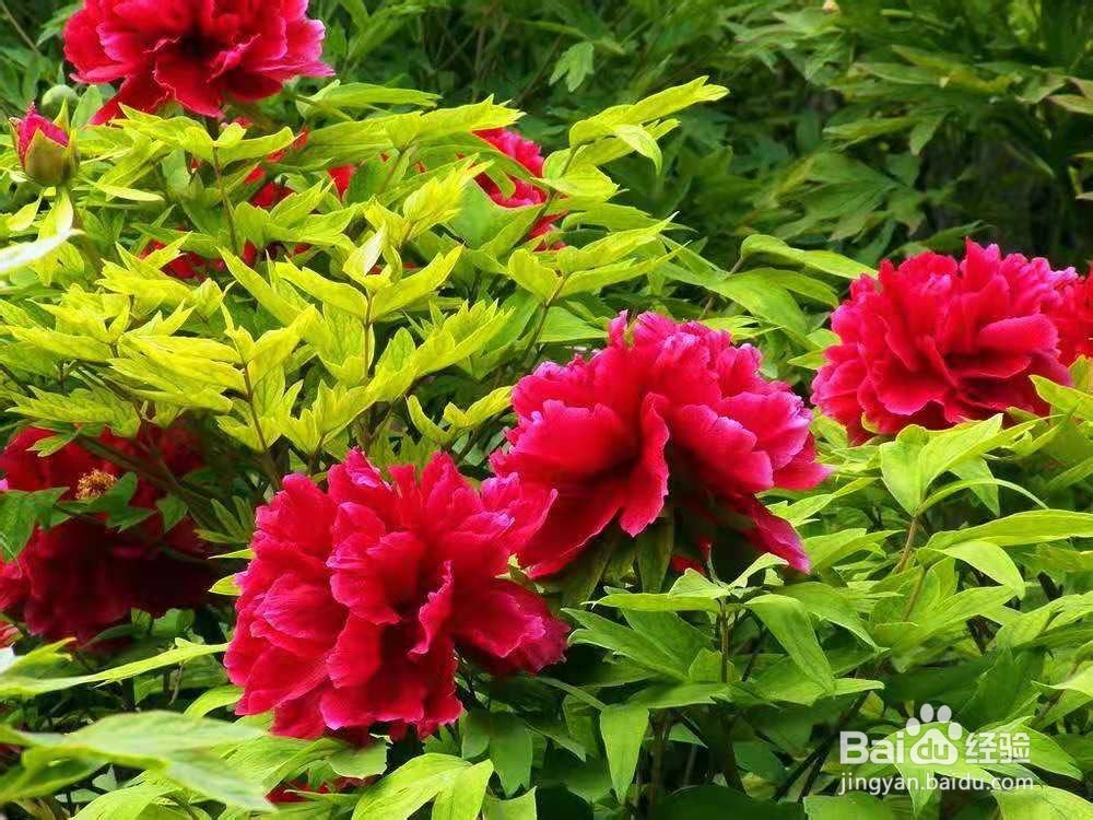 如何牡丹芍药杂交