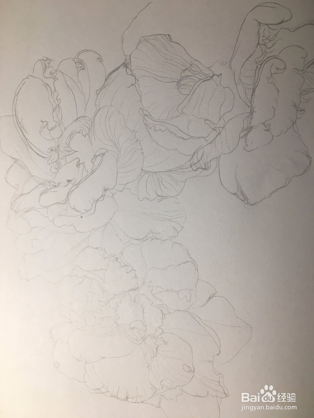 月季花的画法 月季简笔画 三朵月季的线描画教程