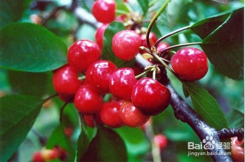 如何选择维护心脏健康的食物