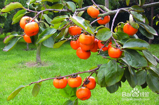 男人戒不掉烟如何养肺 养肺护肺的16款食物