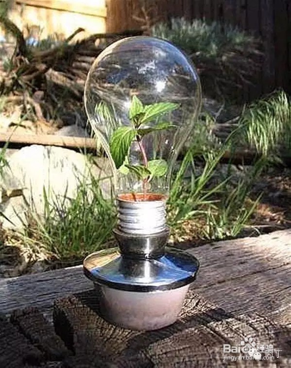 DIY废灯泡变身简易小花瓶