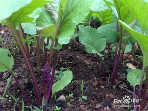 我们在种植红菜苔的时候要注意些什么 百度经验