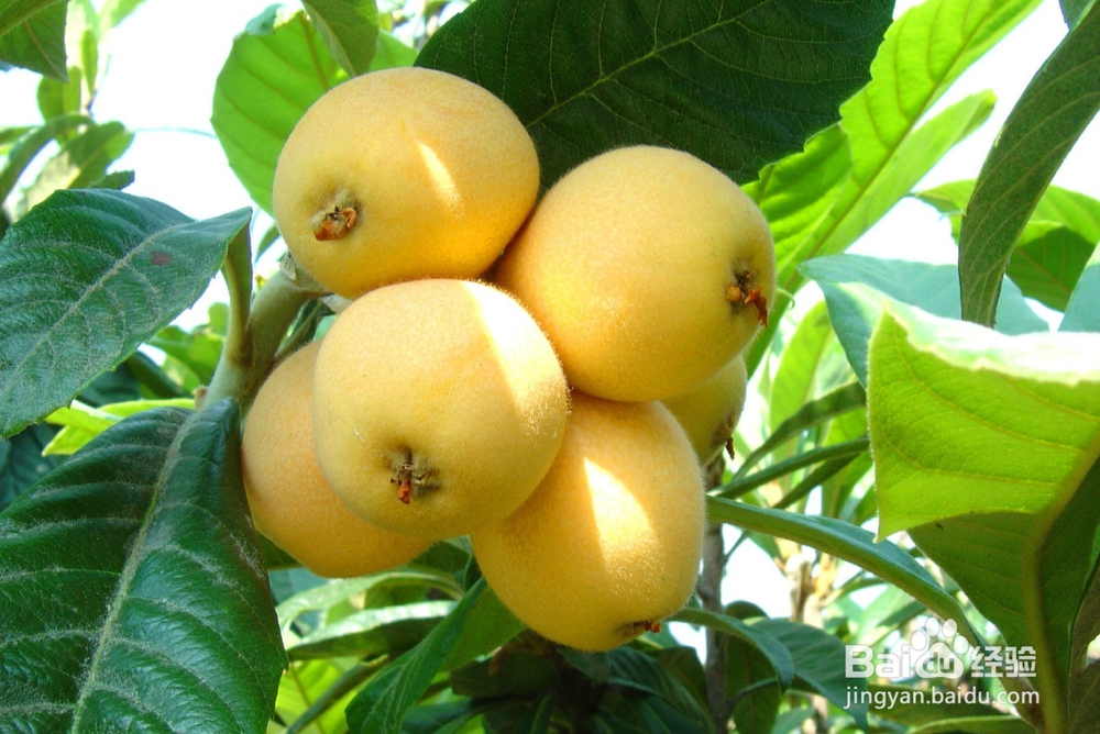 购买枇杷的经验