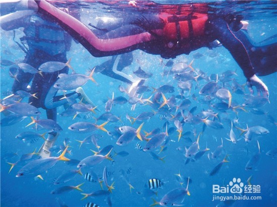 初行度假帕劳潜水体验路线