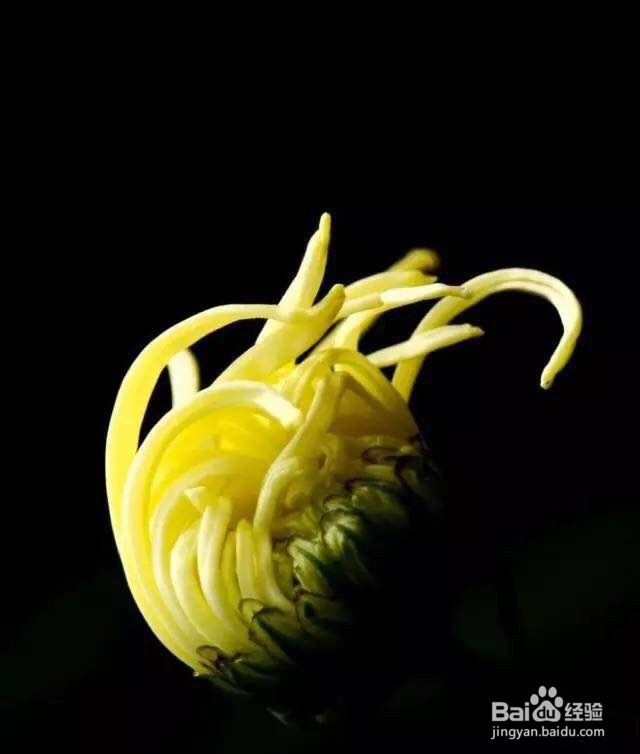 单反怎样拍出好看的菊花