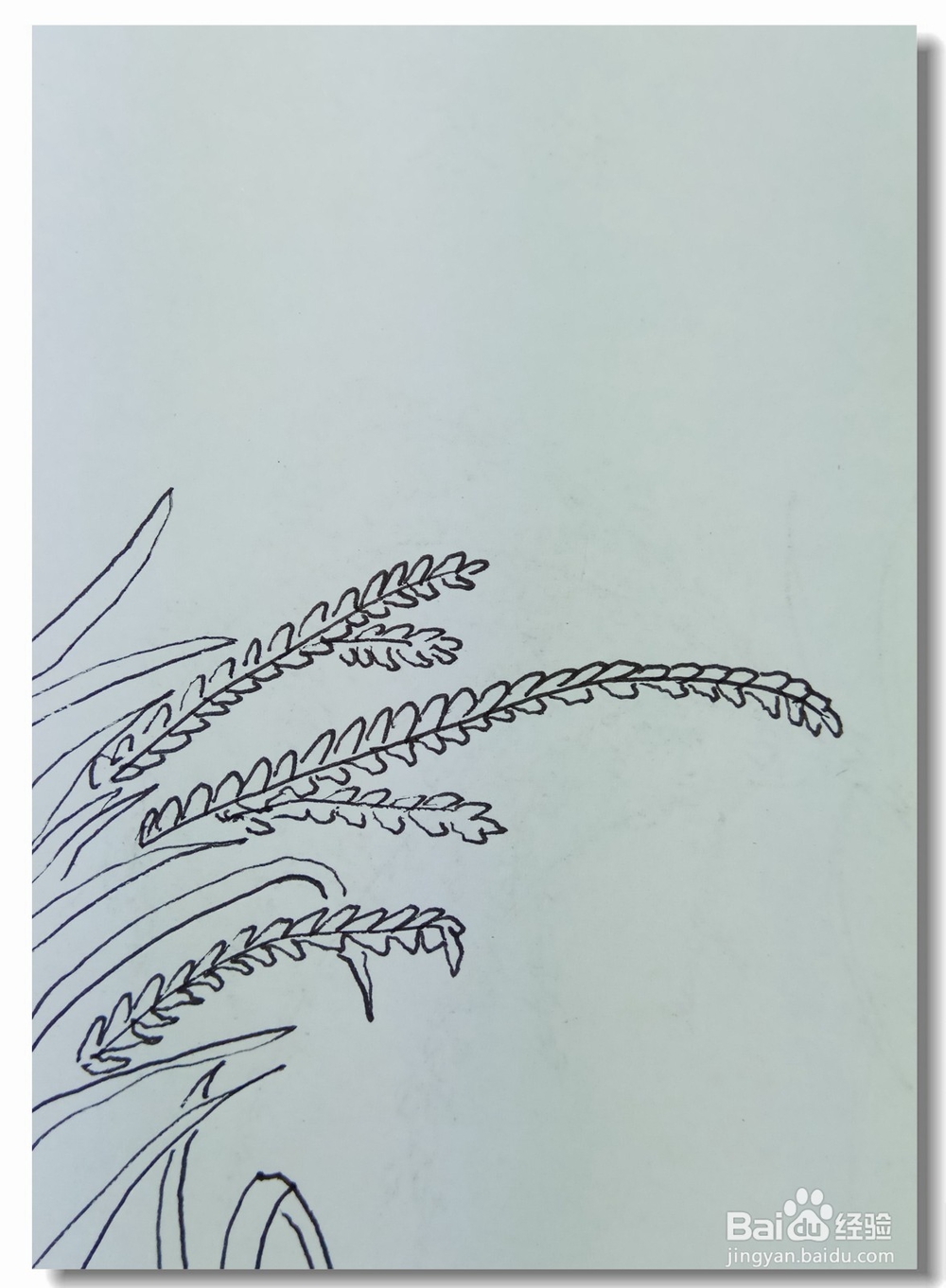 怎样画钢笔画”水稻“