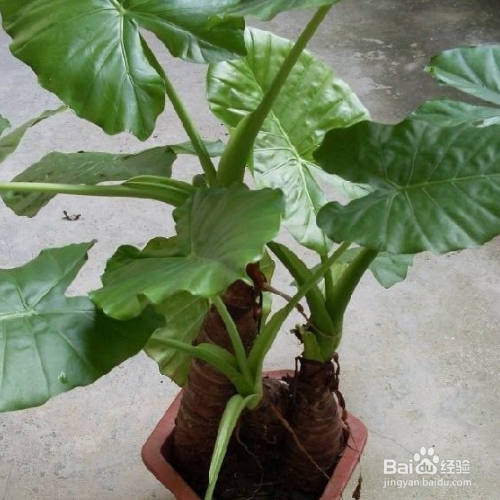 滴水观音冬天怎么养?