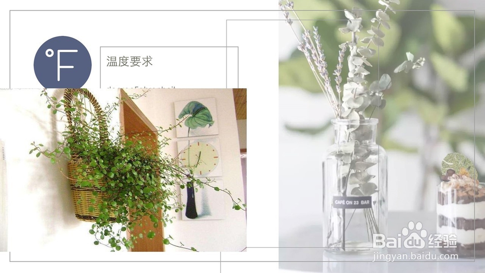 千叶吊兰的养护方法