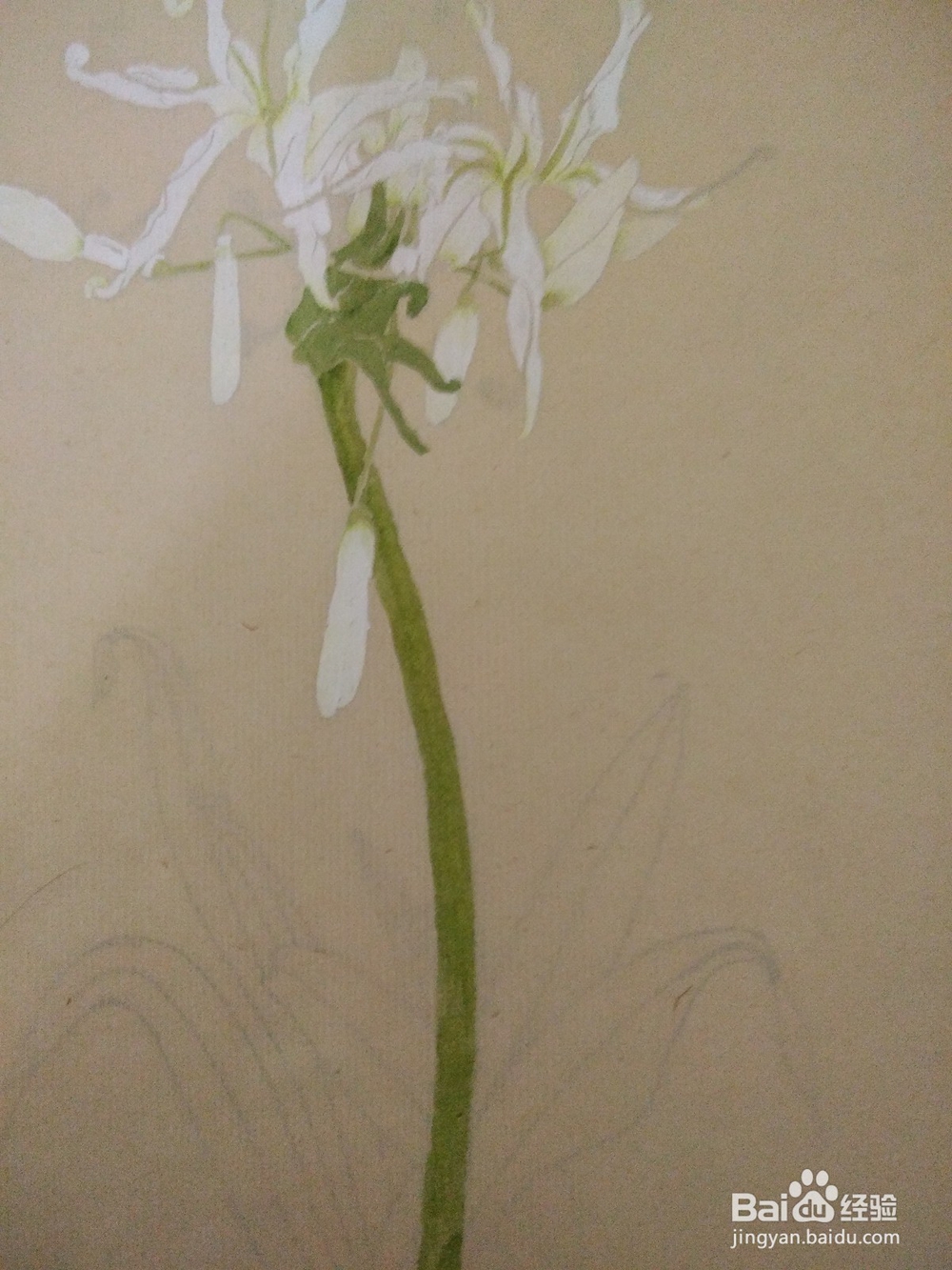 如何用没骨法画文殊兰