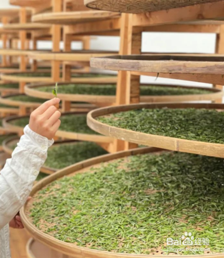 白茶制作加工方法