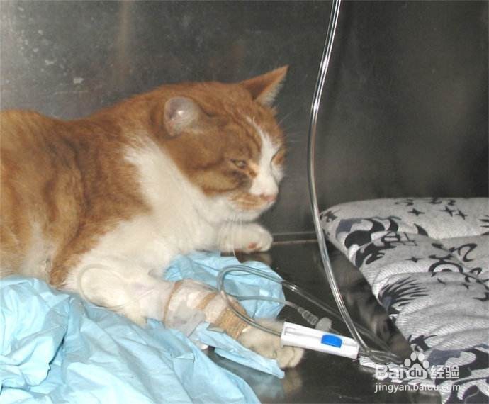 养一只猫需要多少成本