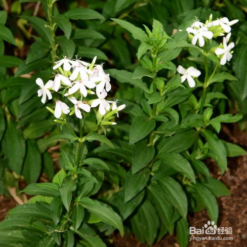 肥皂草的养殖方法