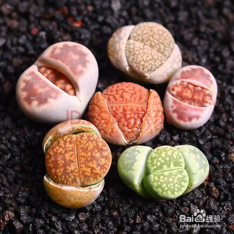 生石花的介绍与欣赏