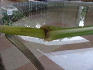 养生马草汁制作方法