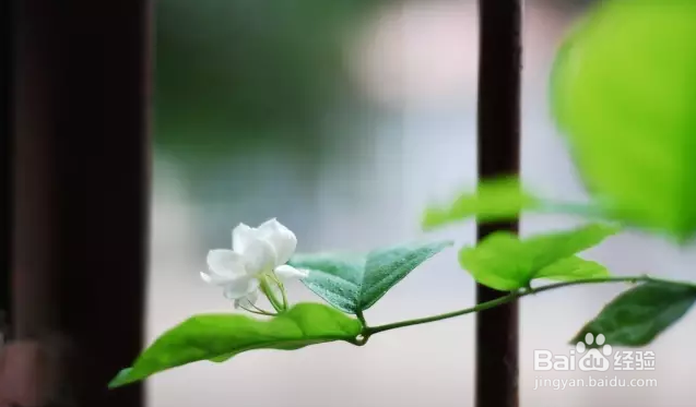 如何让茉莉花开不断