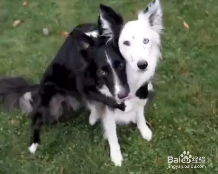 从未见过这么心急的汪星人，拍照这么有套路