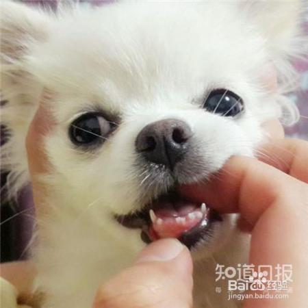 狗狗口臭熏人怎么办
