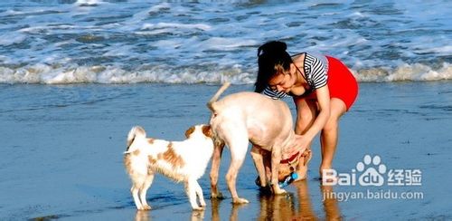 训练狗排泄的十大方法