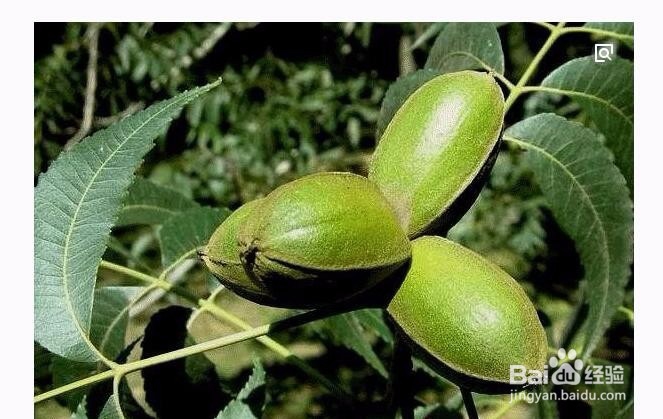 碧根果食用小贴士