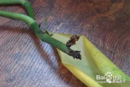 99%的花都死于这1点，看了保花不死！