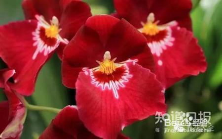 100种兰花品种图鉴，花开瞬间，艳冠群芳！