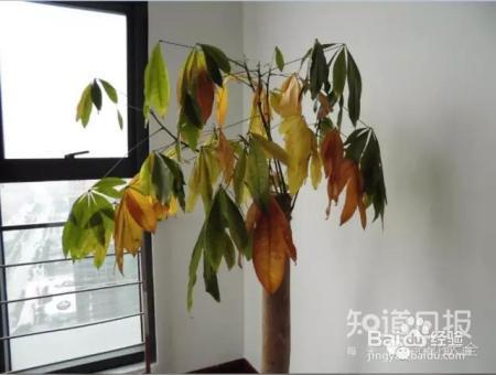 看花看叶看茎，花出了啥毛病，一眼就能看出来！