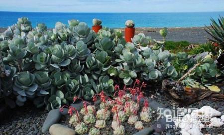 双十一剁手的钱省下来，可以建一个多肉花园了！