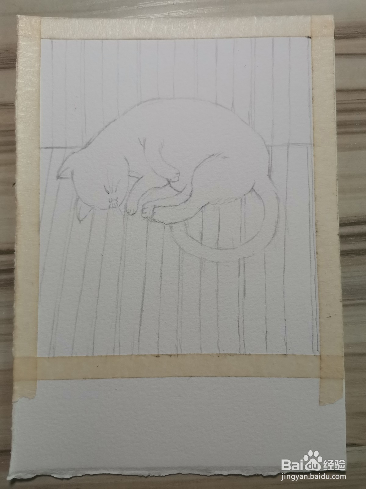 我家的猫咪水彩手绘线稿教程