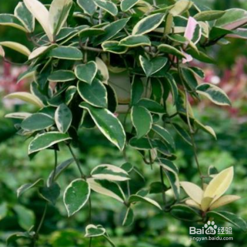 在家中如何养殖斑叶球兰?