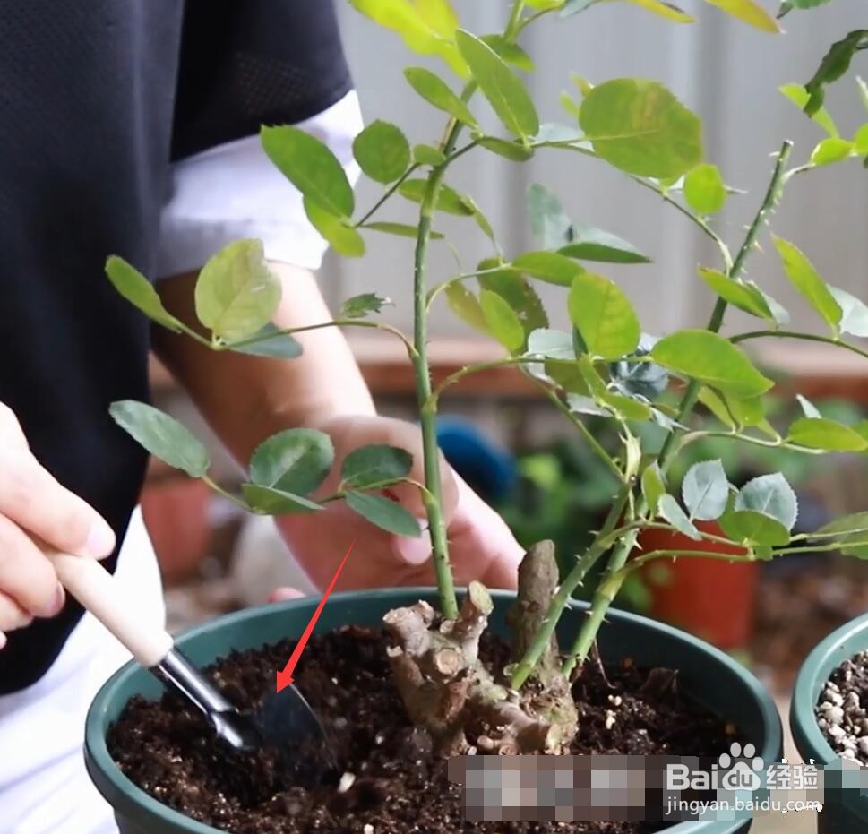 月季不发新芽是怎么啦