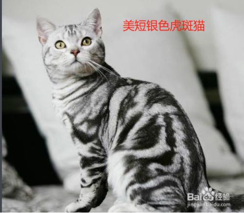 美短品种图解 百度经验 美短品种图解 百度经验