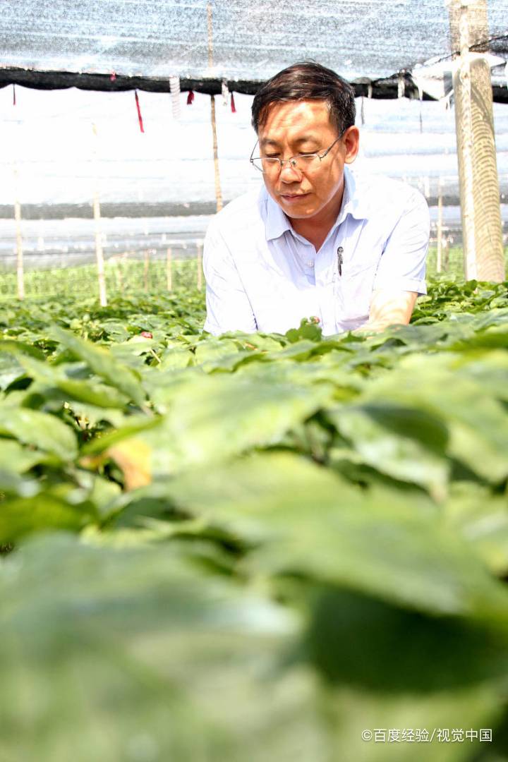 孕妇能不能吃西洋参