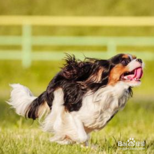 狗狗后腿发抖怎么办？