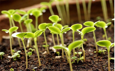 如何提高西瓜种子的发芽率